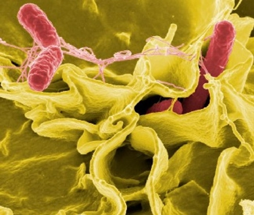Functional genomics pathogenic bacteria image.