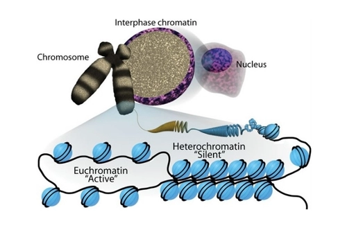 Yeast Chromatin