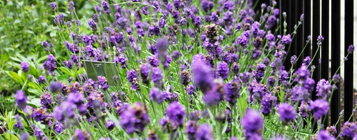 Lavender growing on Trinity College Dublin campus