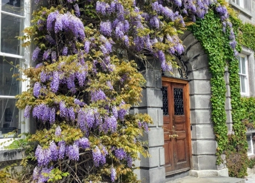 Flowers covering a doorway in Trinity College Dublin.