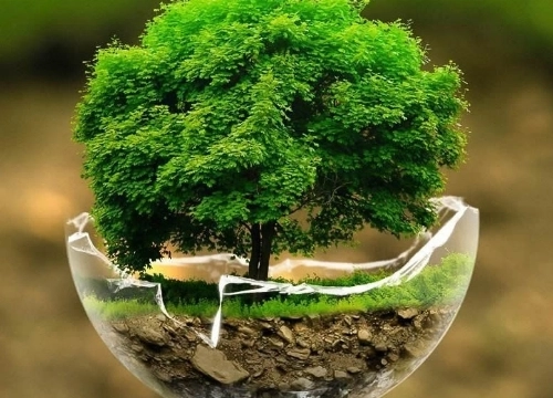 Image of a tree in a glass.