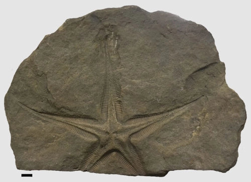 Starfish fossil from Geology, Natural Sciences TCD.