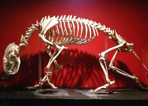 Animal skeleton from Zoology, Natural Sciences TCD.