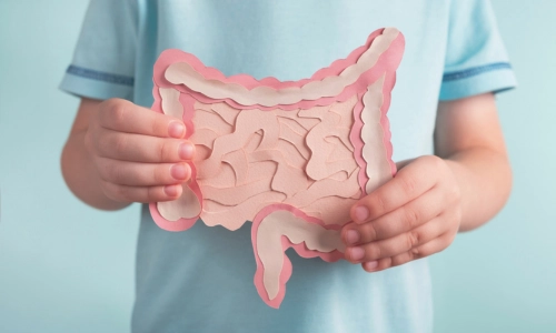 Researcher holds a model of the digestive system