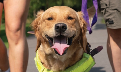 Disability assistance dog out working