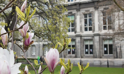 Magnolia tree with GMB in the background