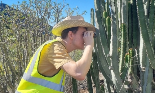 Image of a man wearing a hi-vis vest looking closely at a cactus plant with binoculars.