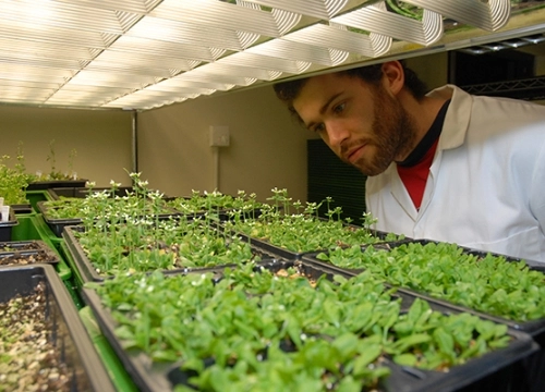 Biological and Biomedical Science student working in the lab.