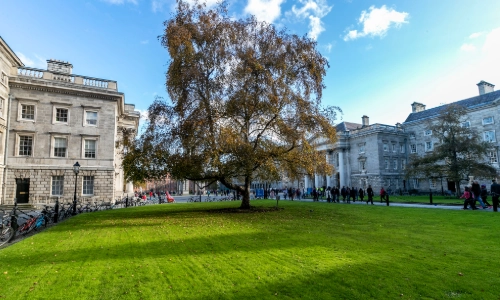 Picture of tree in a field