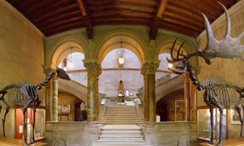 The elks in the entrance hall to the Museum Building