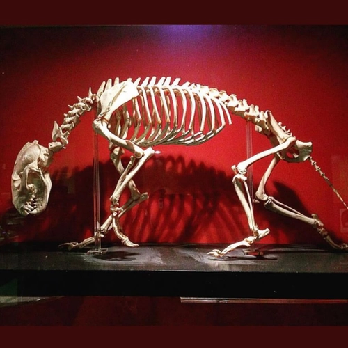 Zoology Museum Gallery 3