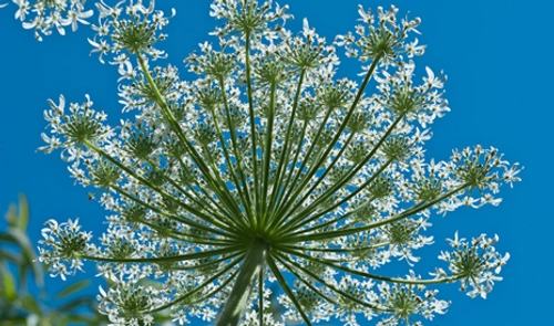 Plant from Environmental Science