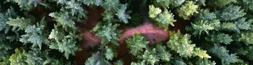 Overhead image of forest