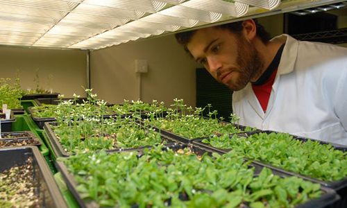 Researcher monitoring tray of green plants