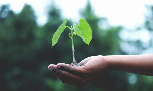An image of a plant in someone's hand