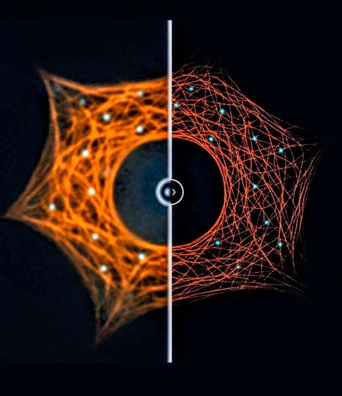 Fluorescence Microscopy