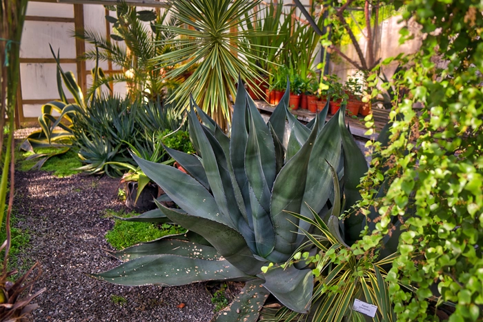 Large plant found in the garden of Botany, Trinity College Dublin.