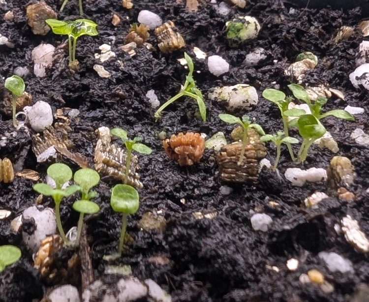 Image of seedlings sprouting in soil