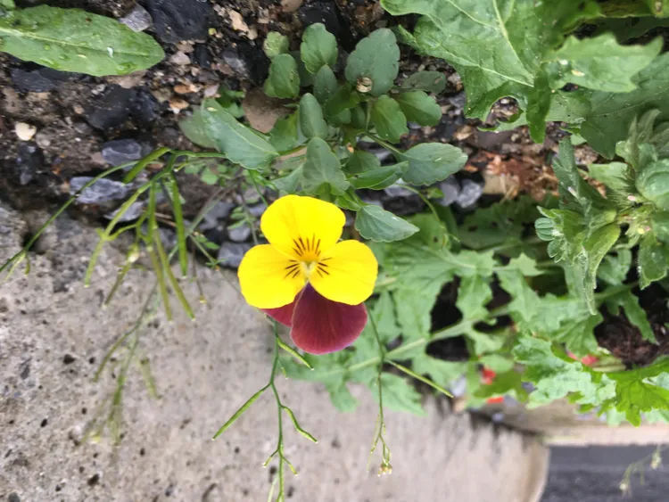 Yellow and purple flowering plant growing out of pavement