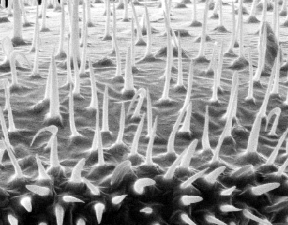 Magnified Bubble Bee.