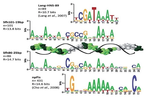 Prokaryotic Gene Regulation
