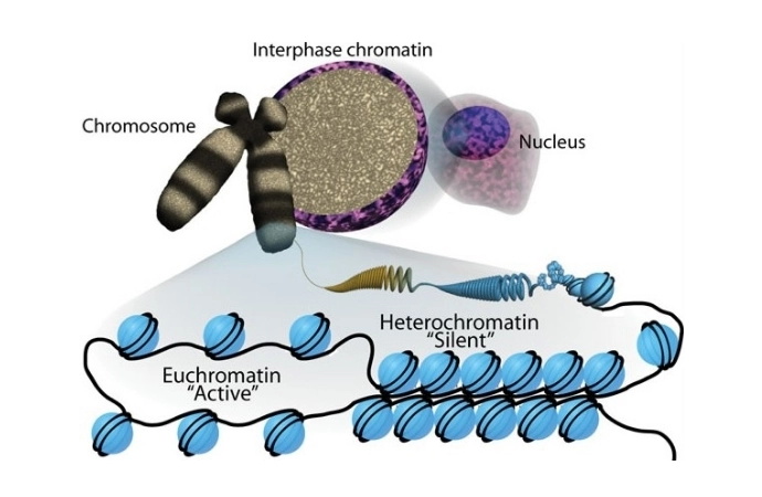 Yeast Chromatin
