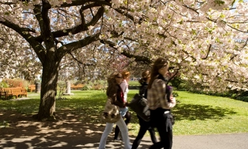 Students walking beside cherry blossom trees on the TCD Campus