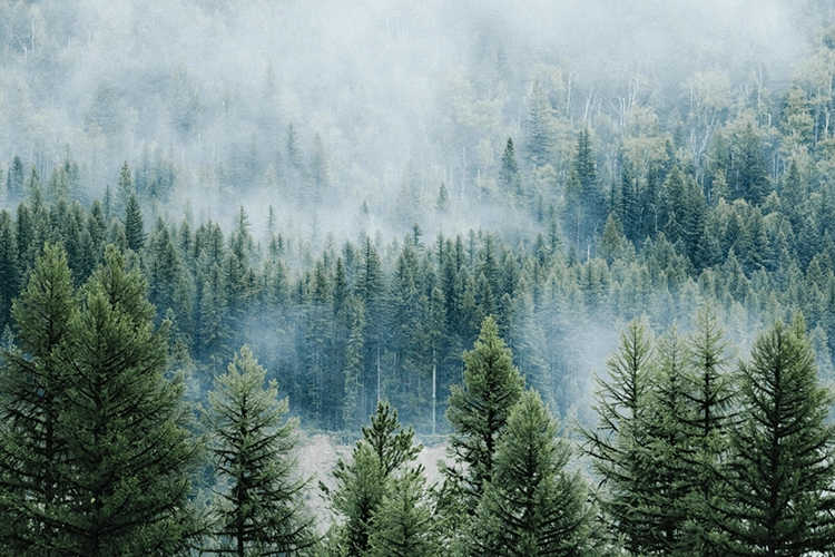 An image of a Forrest in the mountains