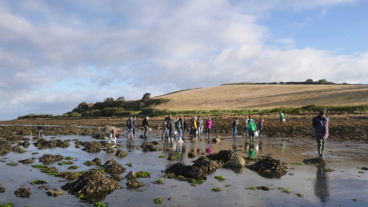 Zoology on the beach