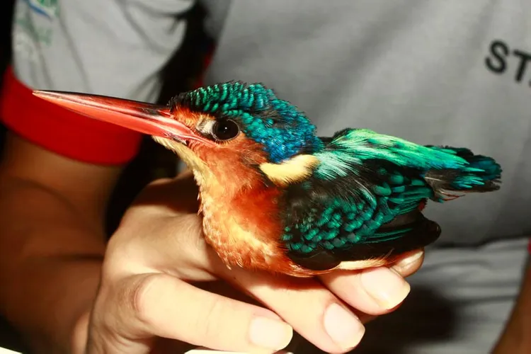 A bird in a person's hand