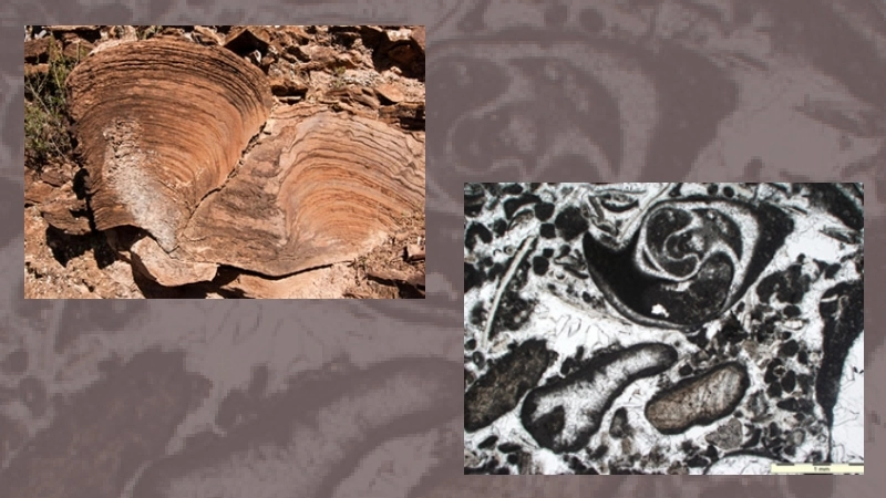 Evolution and environment