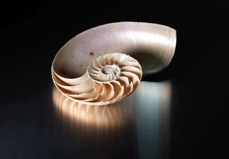 Museum fossil