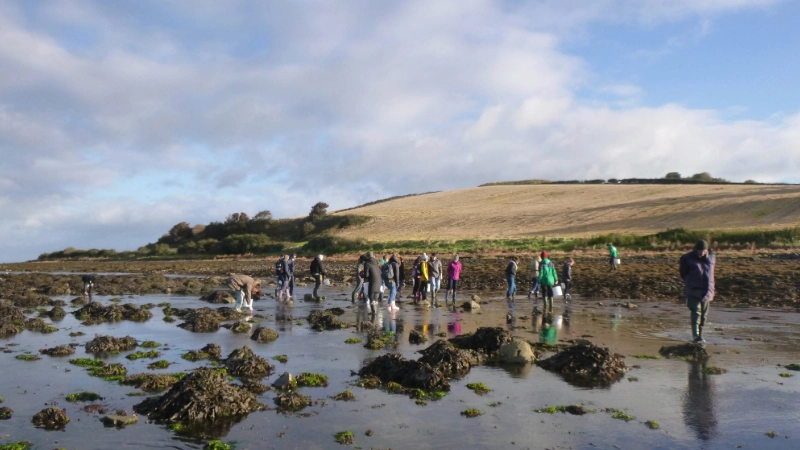 Zoology on the beach