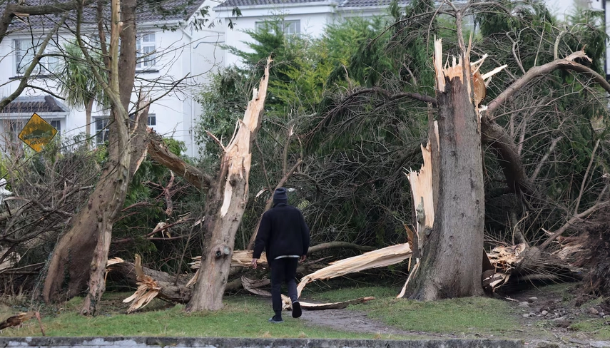 Storm-damaged and fallen trees