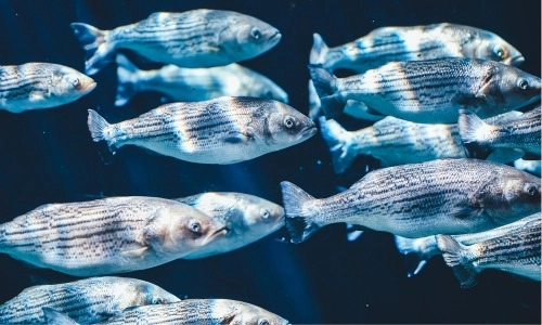 A school of fish