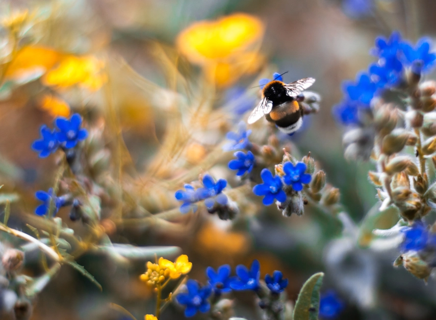 Bees exposed to EU’s most common weedkiller via wildflower nectar ...