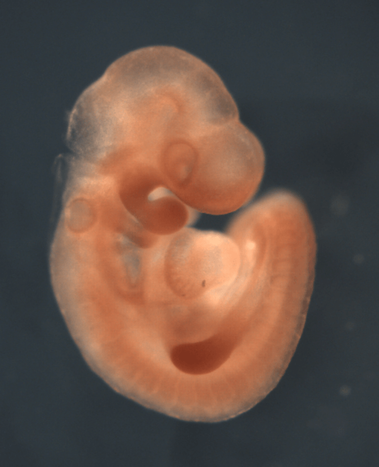 Wnt 10b - Zoology | Trinity College Dublin