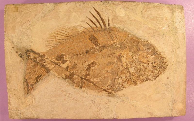 Ephippus rhombus [fish] (Bolca, Italy).