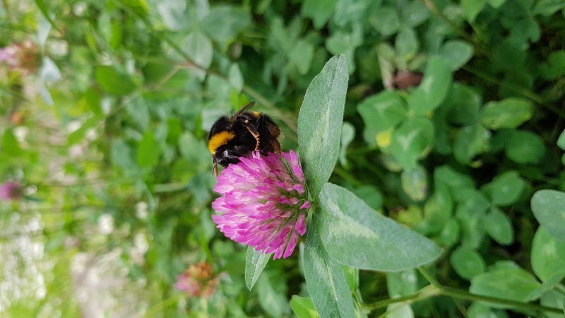 The bumblebee, Bombus terrestris, on Trinity's campus, 2019.