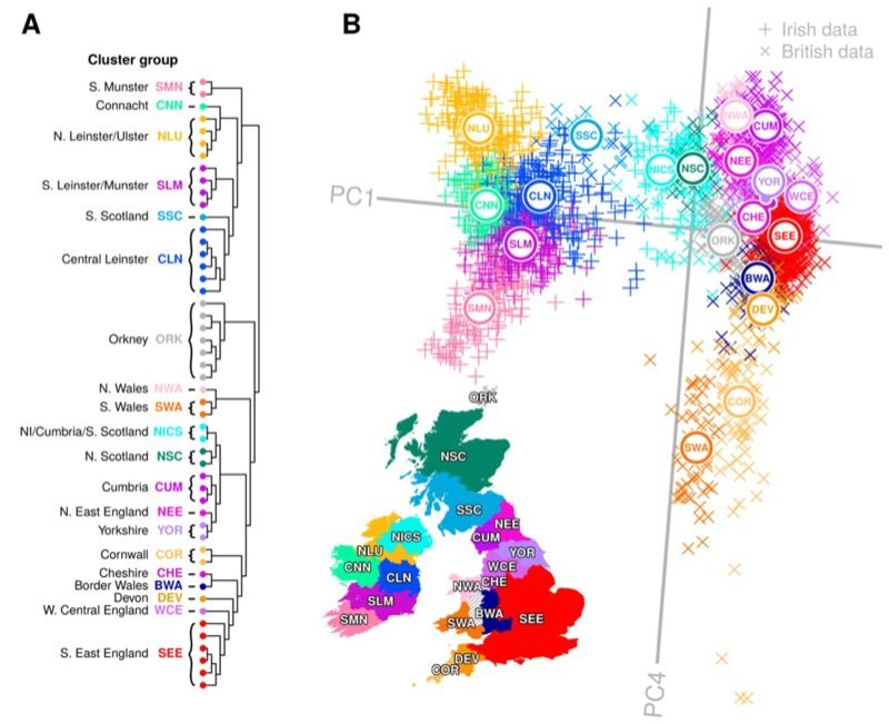 the different genetic clusters across ireland and britain.