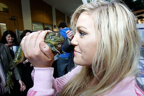 Deirdre caughan of manor house school comes eye-to-eye with a giant afican bullfrog at tcd's open day 