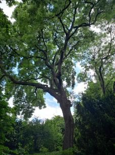 Tree on a bright day with blue sky