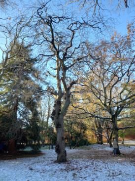 Winter view of trees in the Botanic Garden - grown is frosty, sky is bright