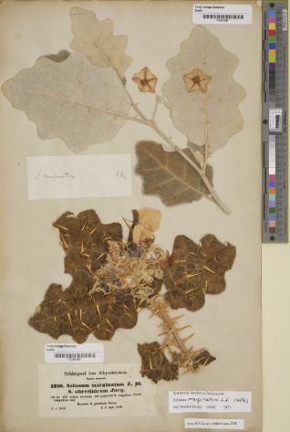 Photo a specimen page - plant leaves, stems and seeds all dried flat