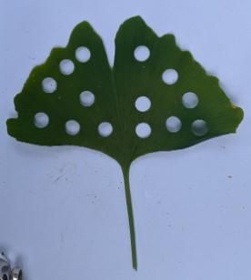 Gingko Leaf with circular cut outs