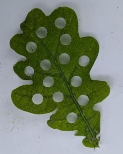 Image of oak leaf with circular cut outs