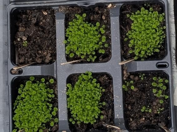 Photo seedlings in plastic trays