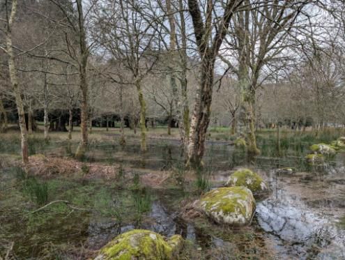 Photo of trees in a waterlogged landscape