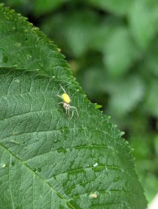 Picture of a spider on a leaf