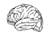 Brain